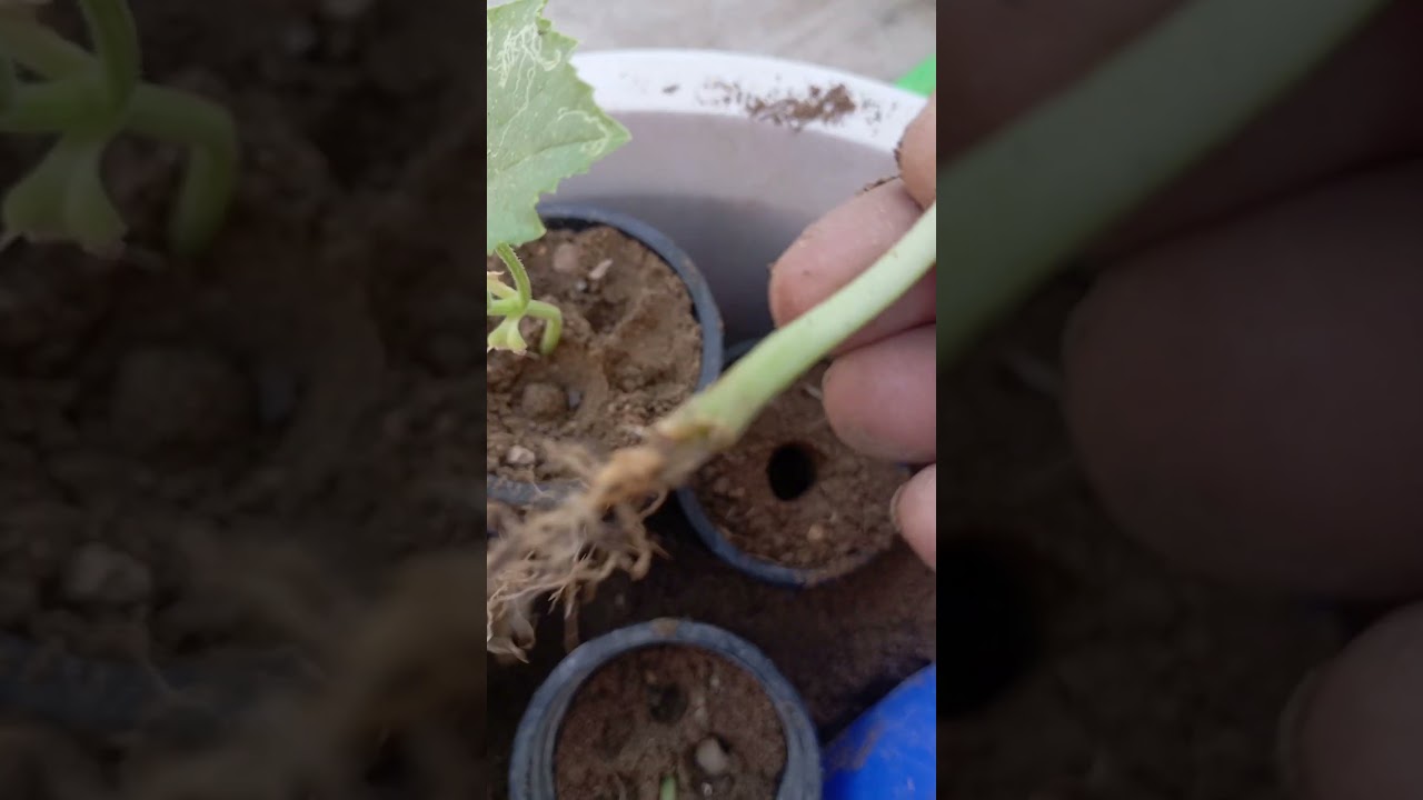 khire ki paneri alag alag kaise karen 🥒🌱 