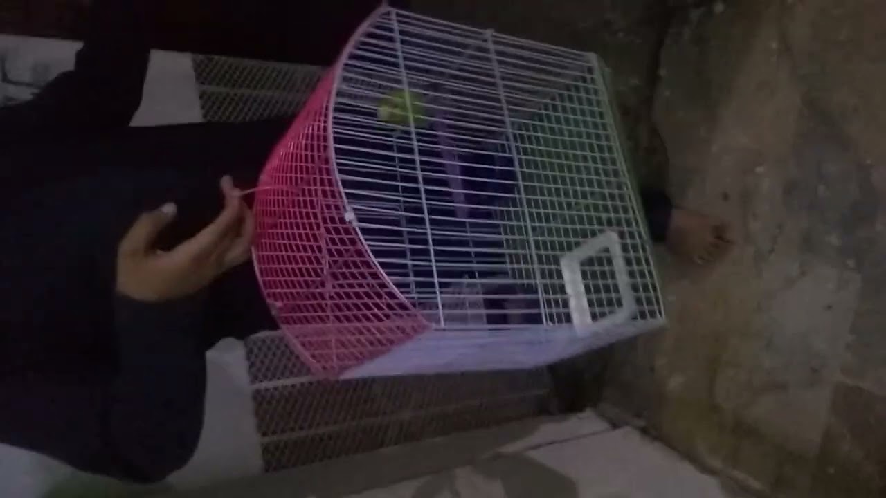 our new parrot come to the home