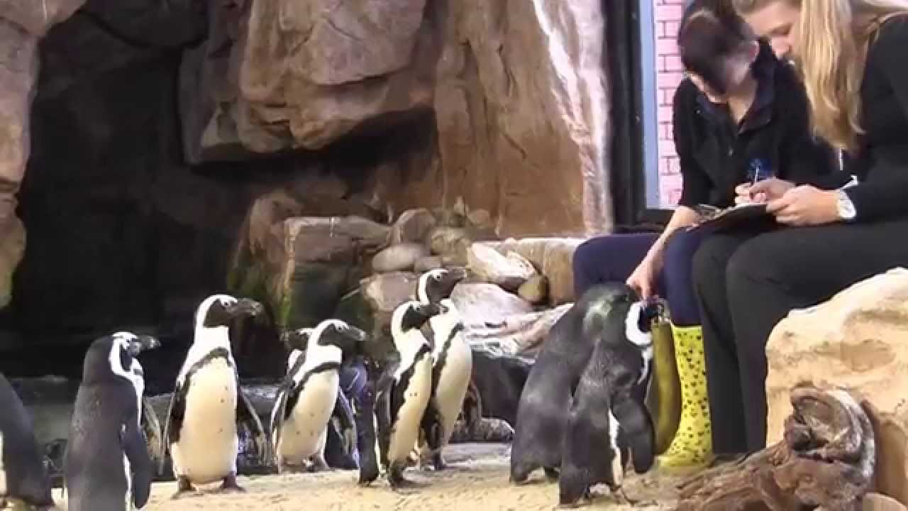 Two Oceans Aquarium: Feeding time at Penguin Beach
