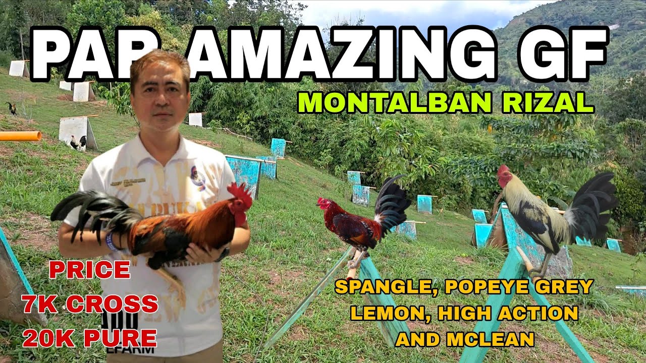 Par Amazing G-farm the home of quality Popeye grey, spangle, high action, McLean 