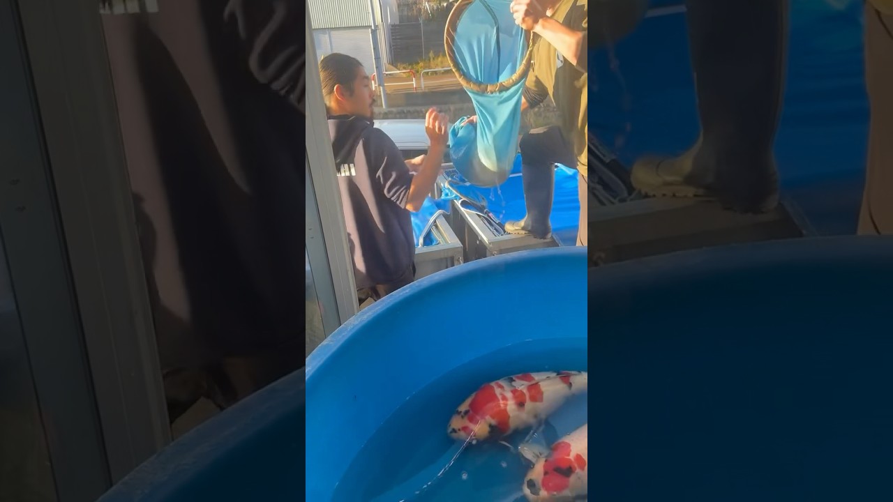 DAINICHI KOI HARVEST 