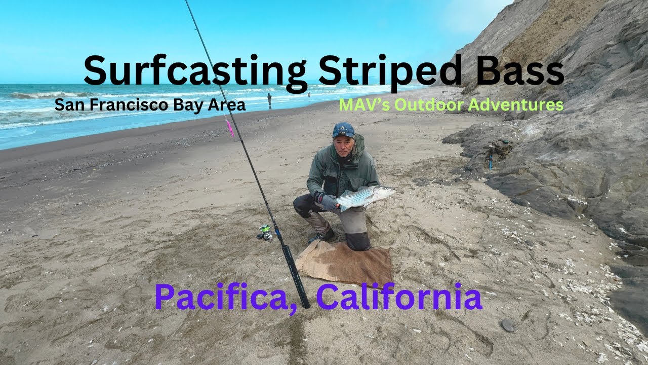 Striped Bass Surfcasting San Francisco Bay Area #stripedbass #surfcasting #stripedbassfishing