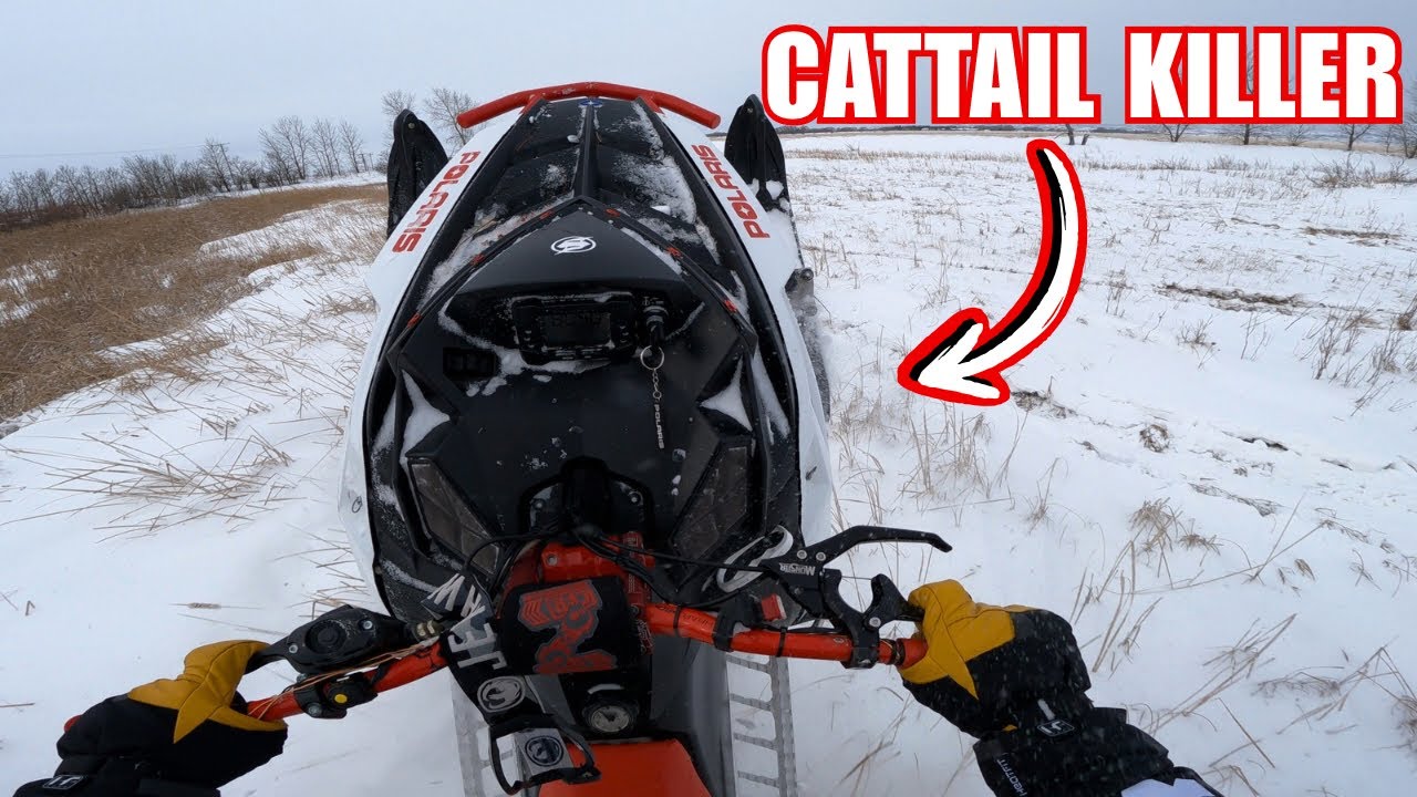 My RMK absolutely loves chewing Cattails! (Snowmobile POV)