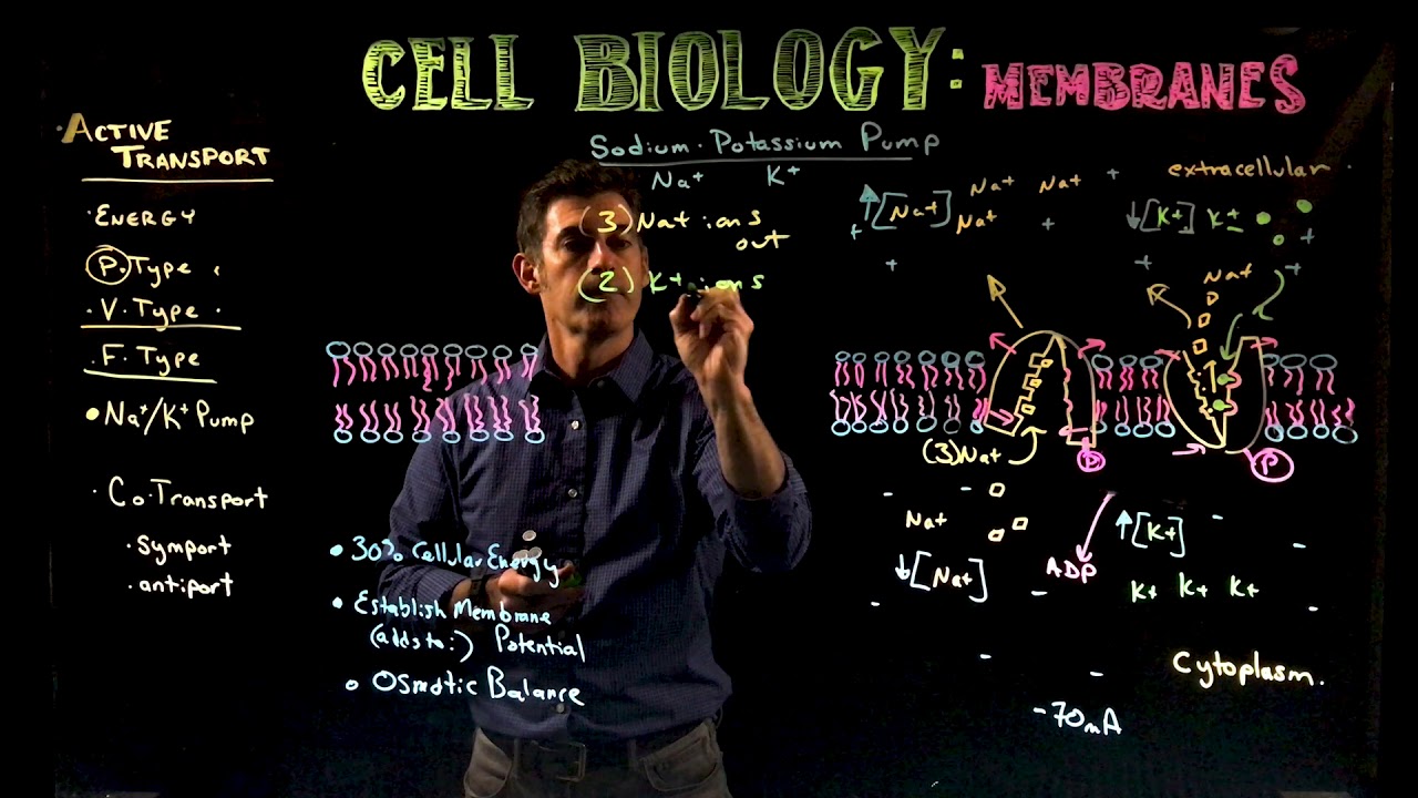 The Sodium/Potassium Pump
