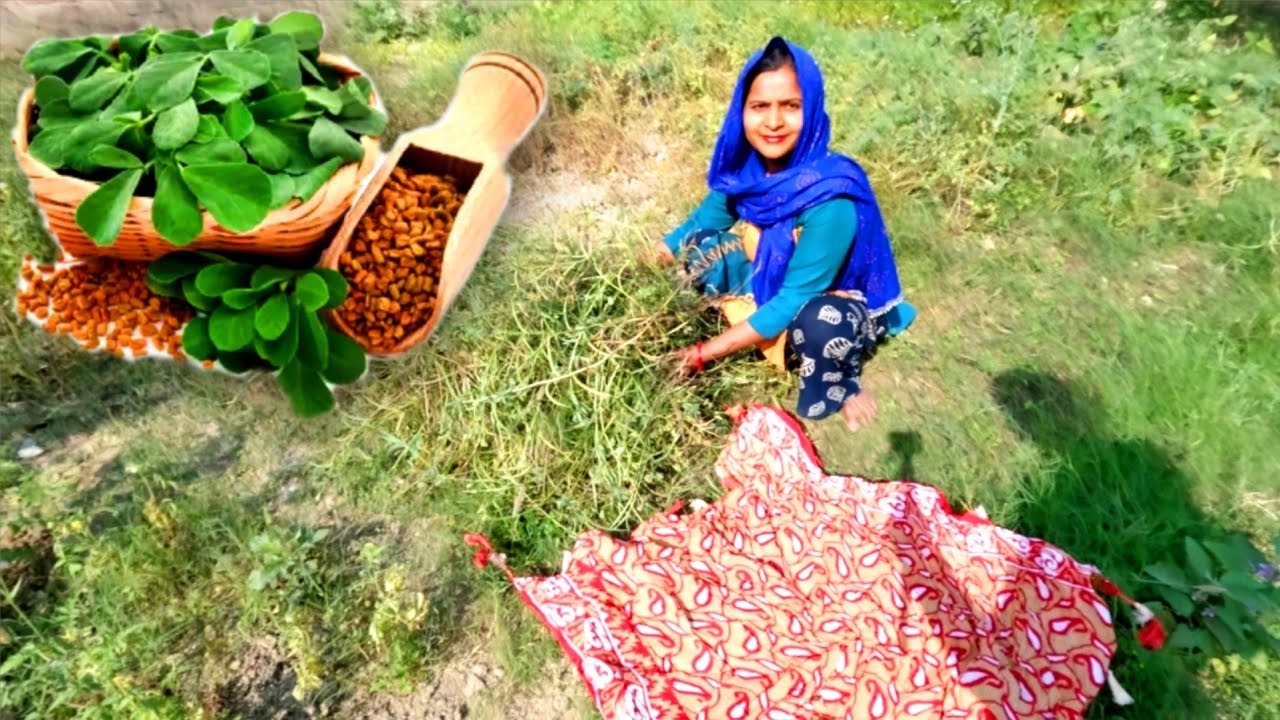 ऐसी 🌿फसल जो कई बीमारियों का रामबाण इलाज है उसे कैसे तैयार किया जाता है?😲Gav ka Life