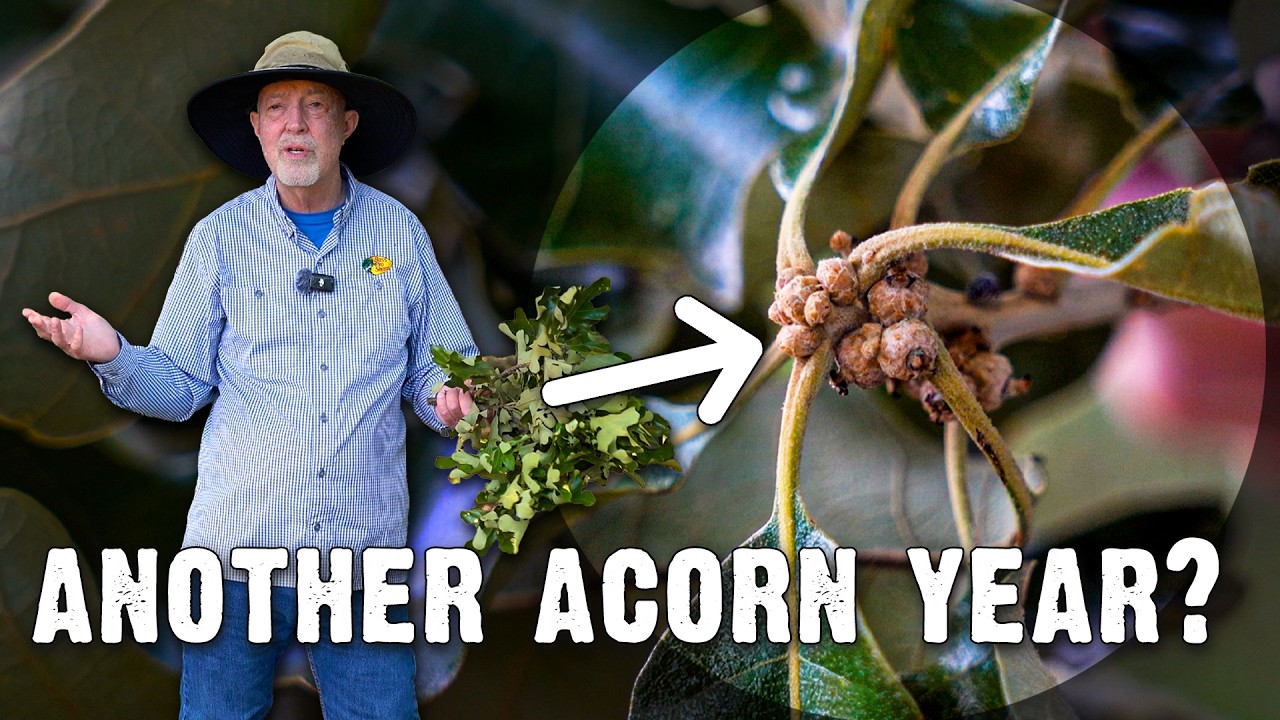 This Acorn Crop Could Ruin Your Deer Season