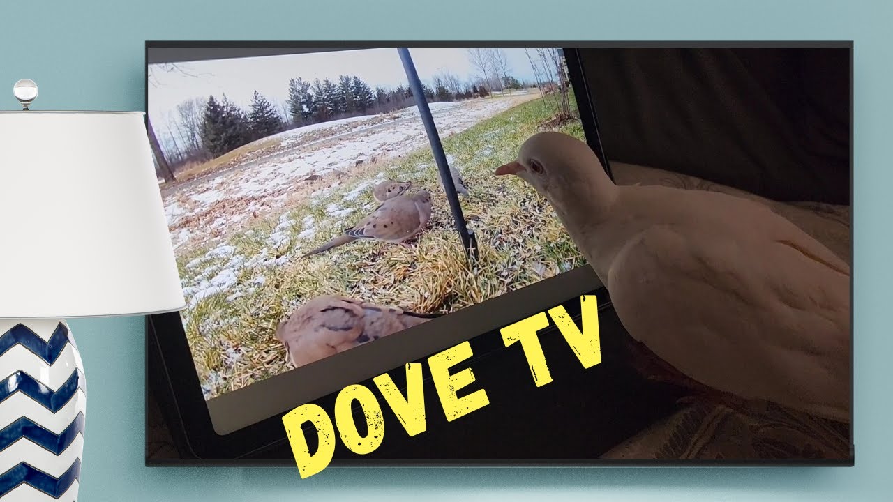 Dove TV. Wait! This Isn't REAL FOOD! These Aren't REAL DOVES Either, Are They?