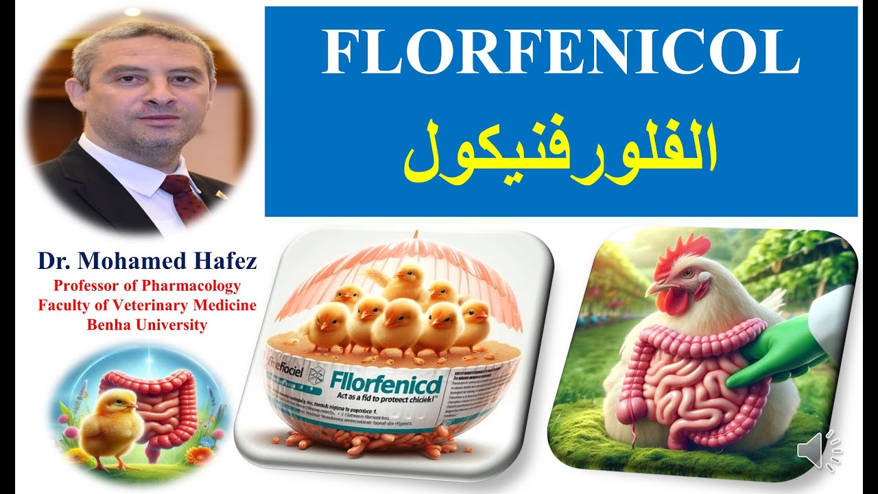 FLORFENICOL الفلورفنيكول في الدواجن