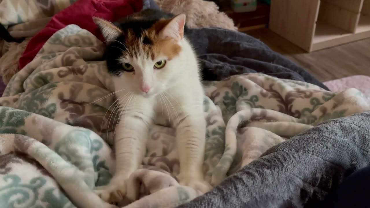 Sweeties longest Cat Kneading ASMR video ever!