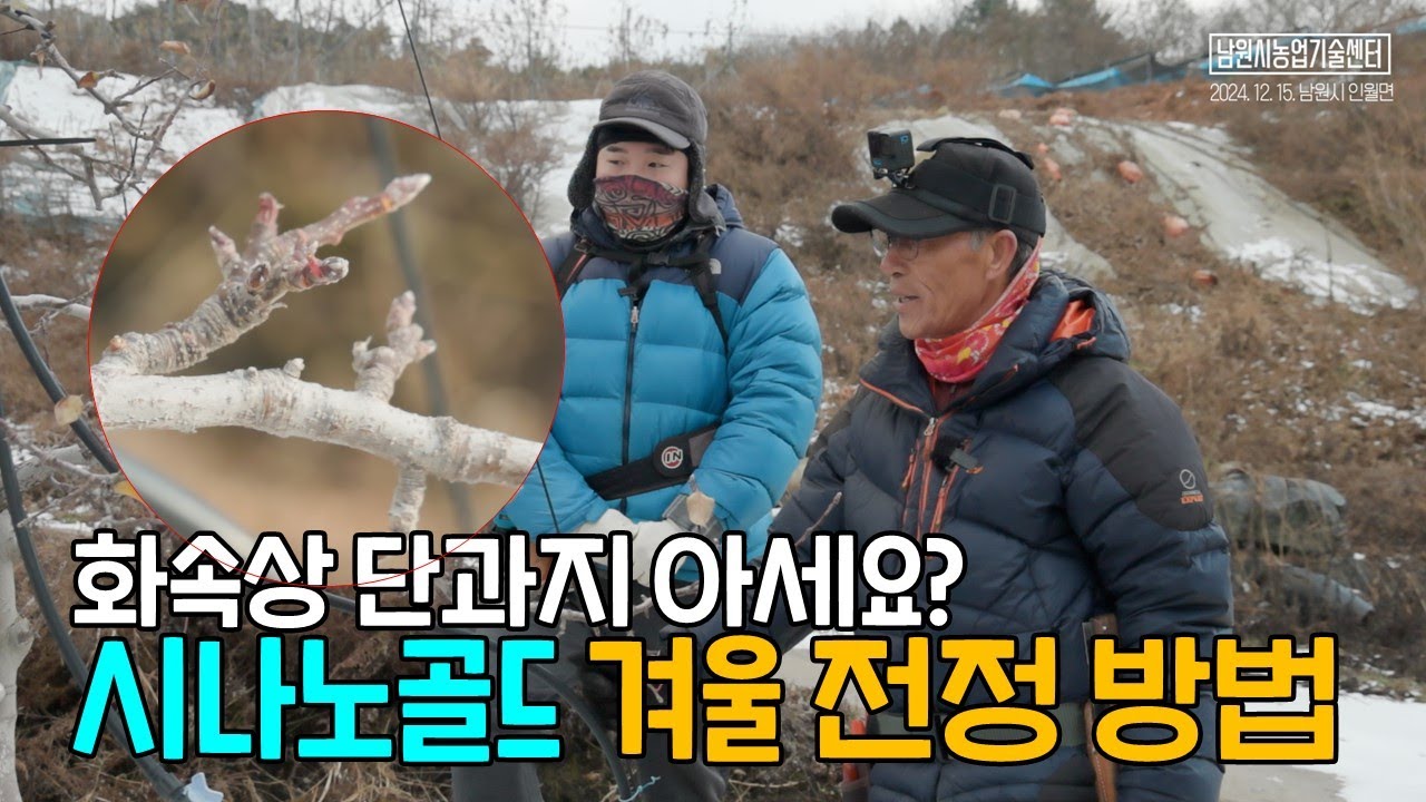 시나노골드 사과 겨울전정 방법 : 화속상단과지 아세요?