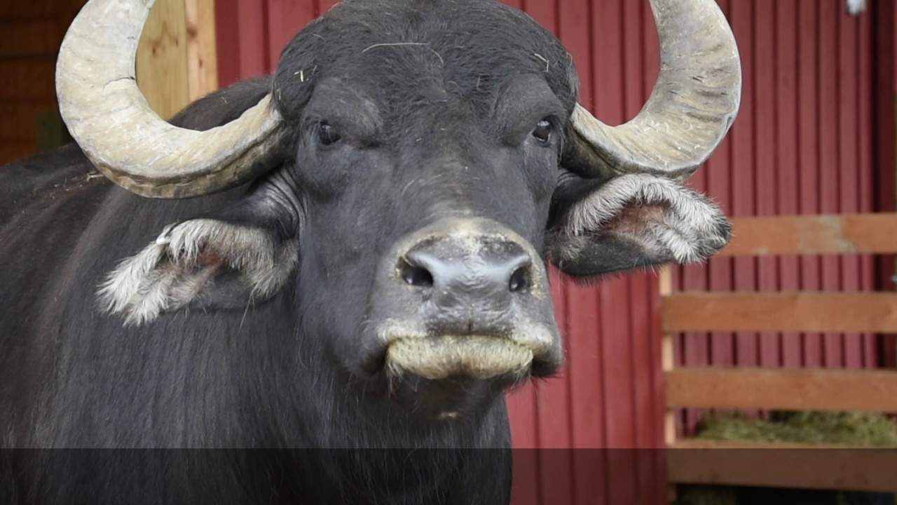 Seymour the Water Buffalo's Big Day