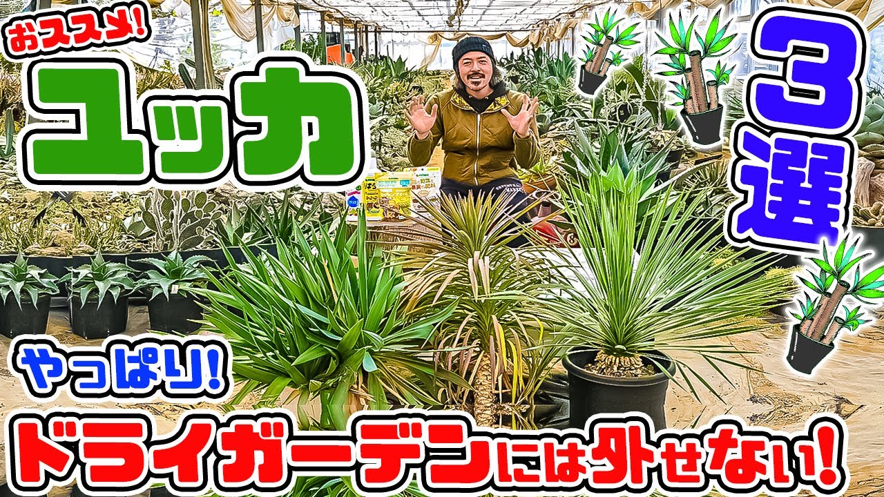おススメの【ユッカ3選!】大人気のユッカ!その中でも特におススメをご紹介します! ドライガーデンの世界へようこそ♪