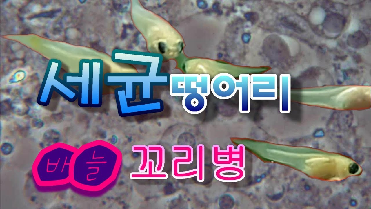 바늘꼬리병은 세균성 질병입니다  병원균은 칼럼나리스의 100분의1크기보다 작아요  그수는 엄청남니다