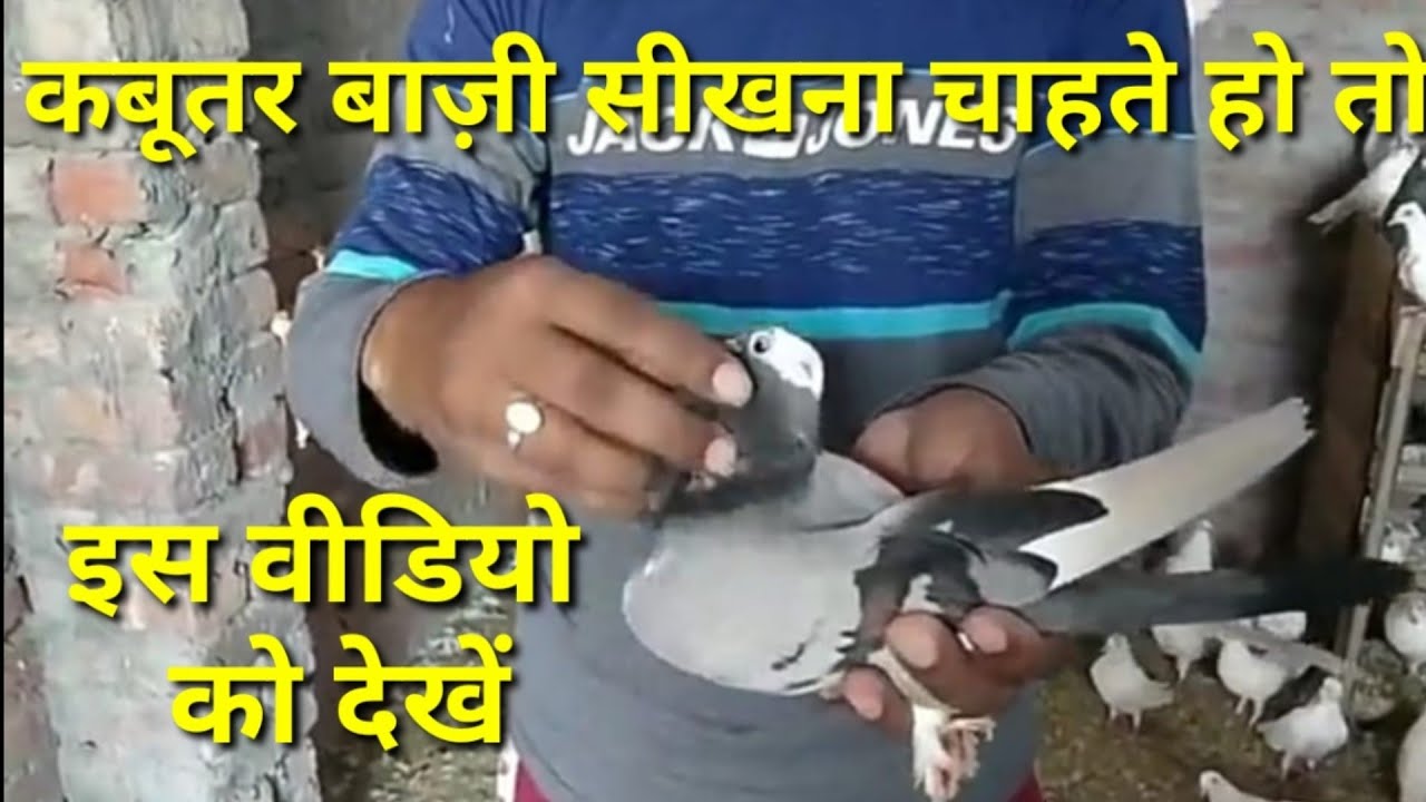 Kabutar bazi sikhna chahte ho to is video ko dekhe.! By. PB 10 wala.9888150785.!