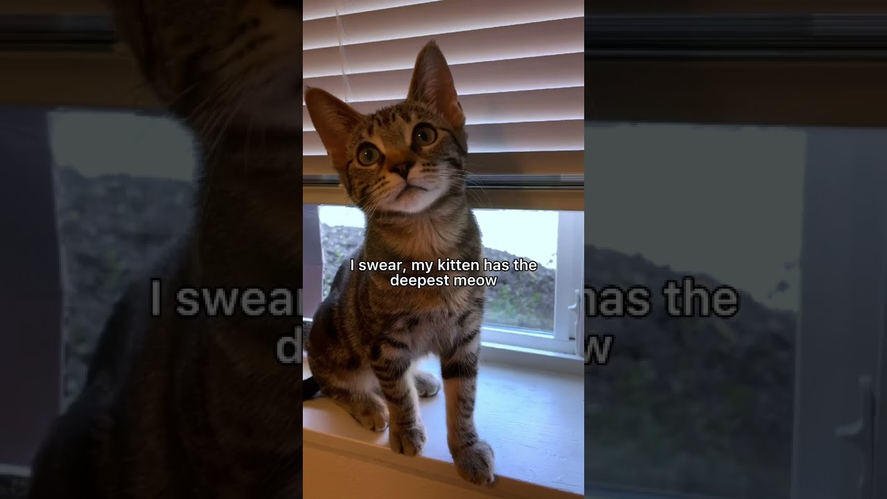 Deepest meow I&rsquo;ve ever heard😱 #cat #kitten #leonthecatdad #xyzbca #meow