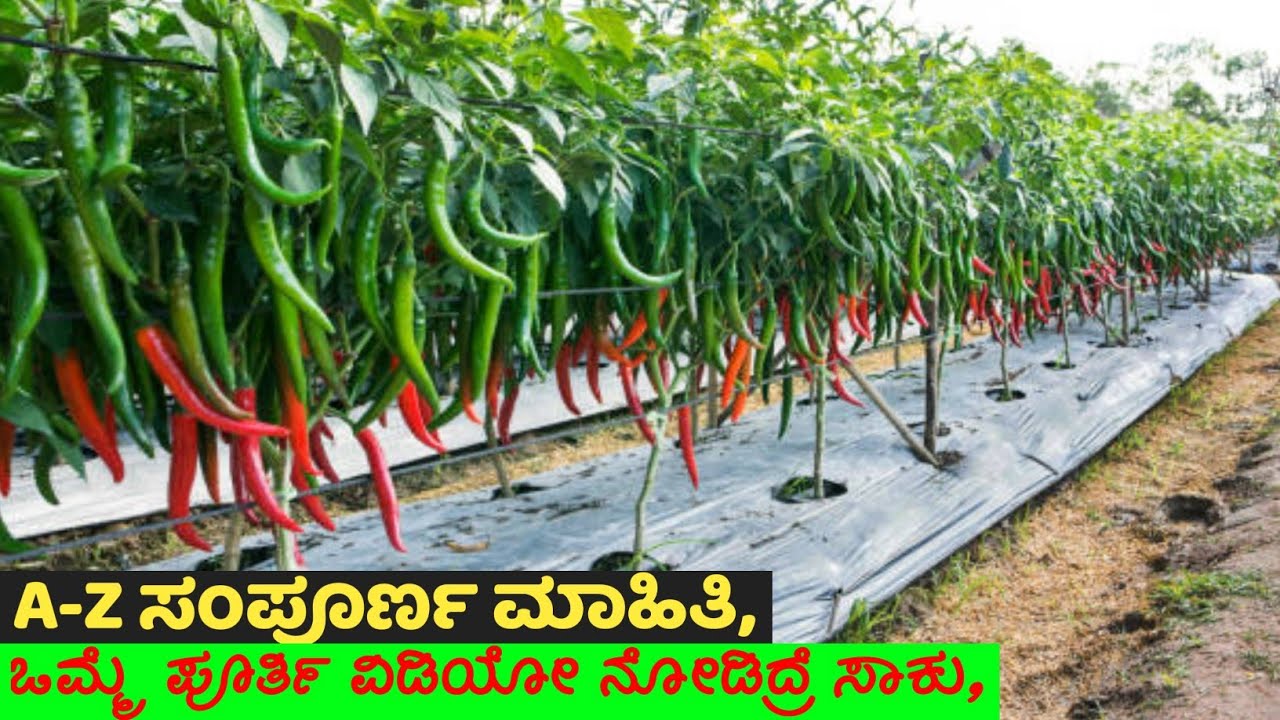 ಮೆಣಸಿನಕಾಯಿ ಬೆಳೆಯ A-Z ಸಂಪೂರ್ಣ ಮಾಹಿತಿ,🌱🌶️👌