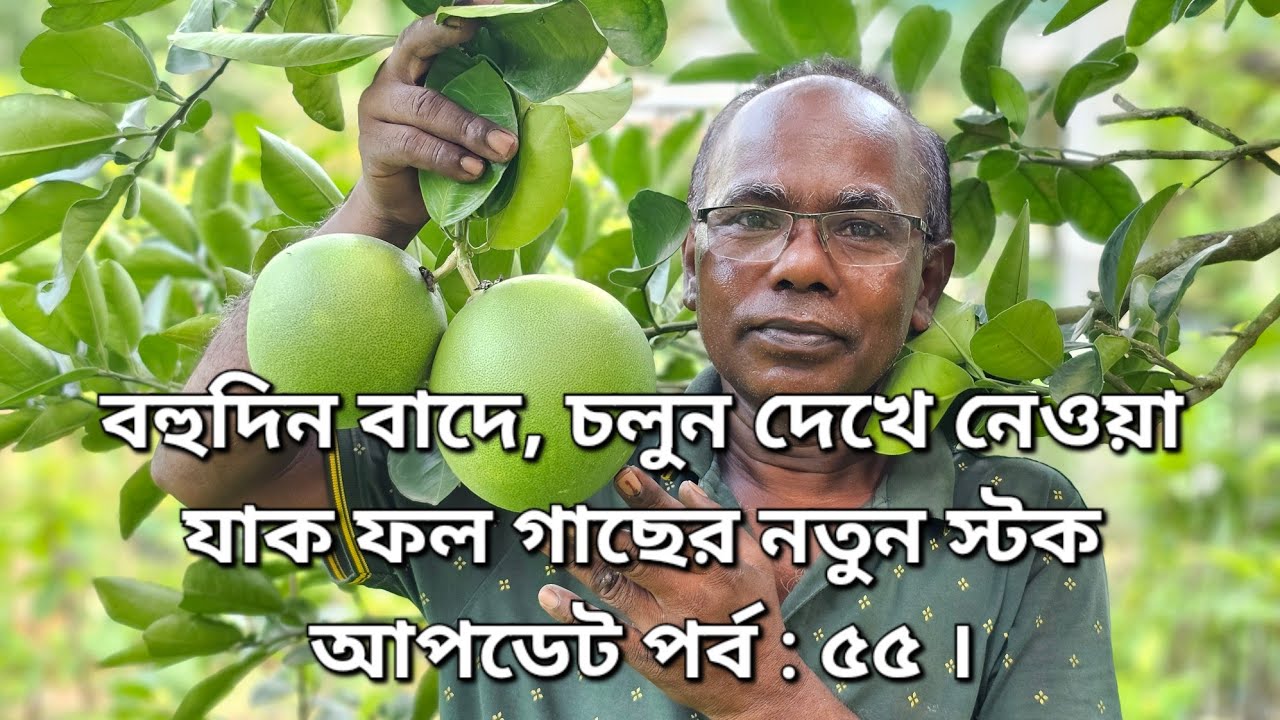 বহুদিন বাদে, চলুন দেখে নেওয়া যাক ফল গাছের নতুন স্টক আপডেট পর্ব : ৫৫ ।