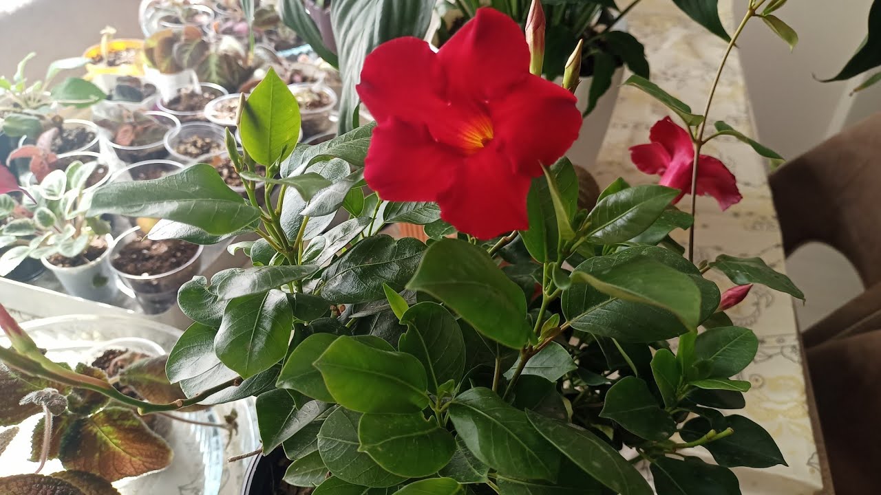 mandevilla çiçeği bakımı.Çiçek kargolama paketlemede neler kullanıyorum 🌿🌺🌹