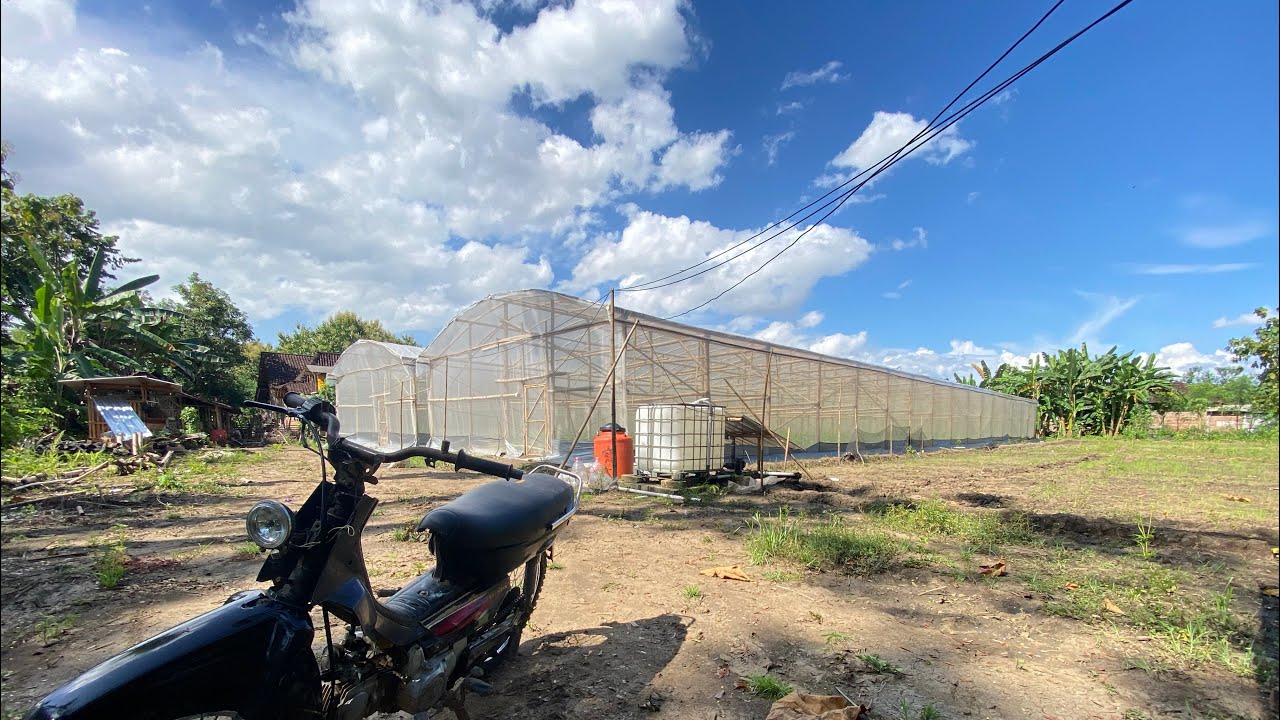 Inspeksi rutin tanaman melon sweet lavender🍈 11 hst