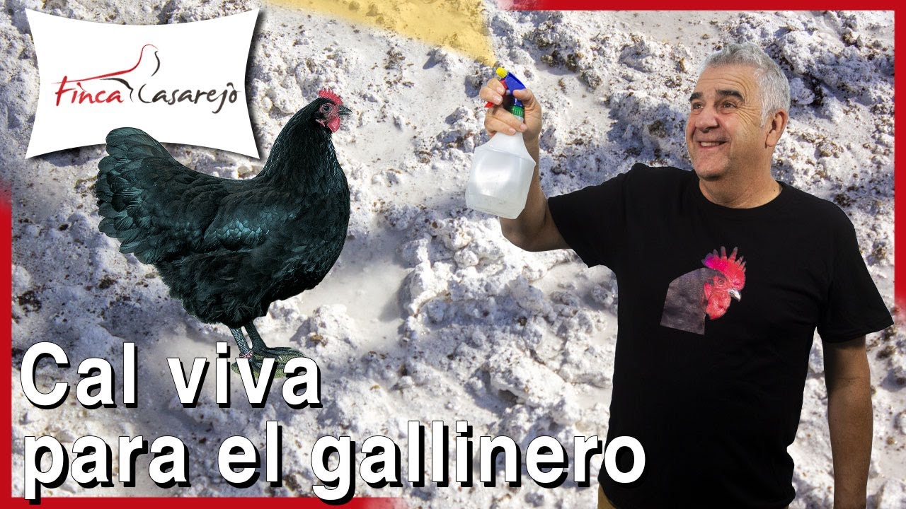 Cómo DESINFECTAR el suelo de tierra de tu GALPÓN o GALLINERO: uso de la CAL ✅