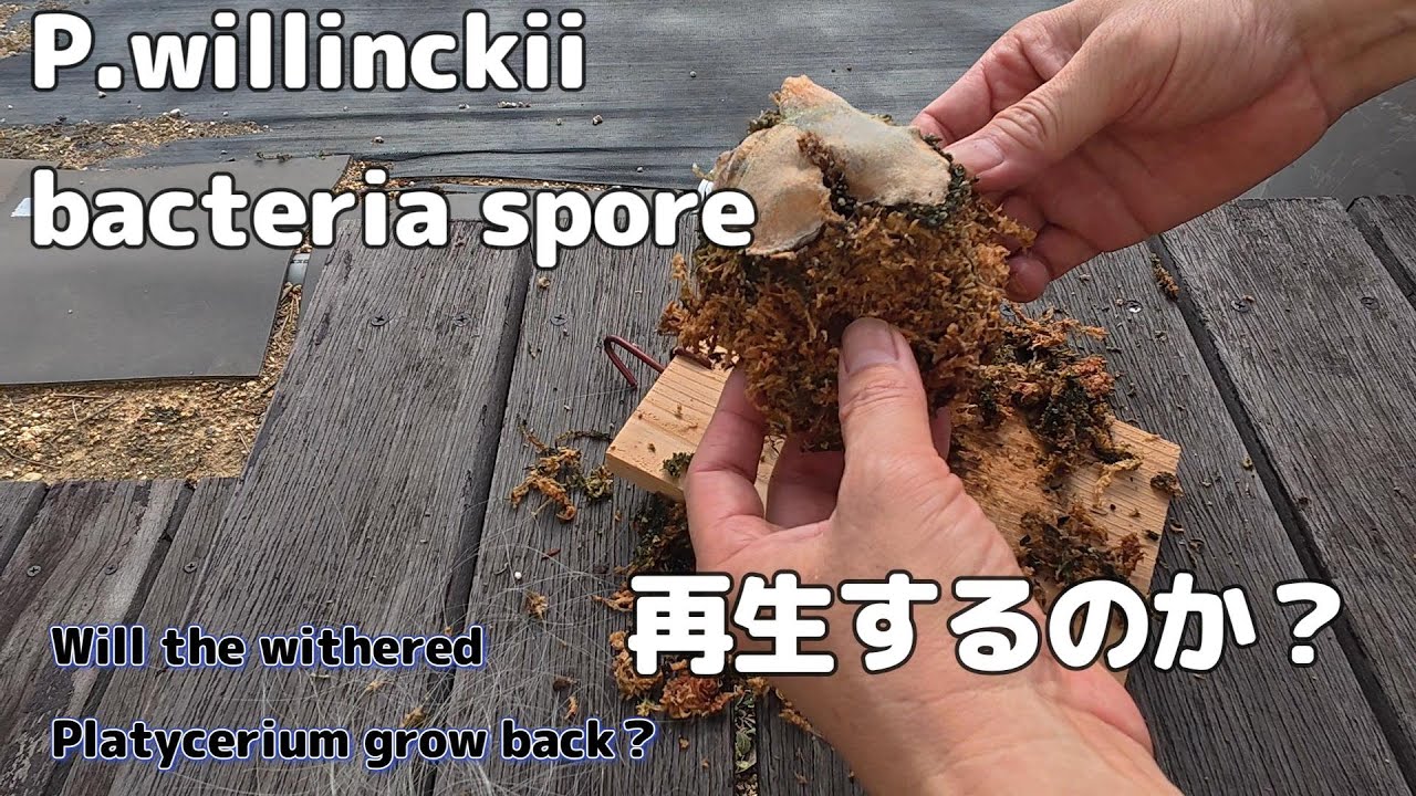 【ビカクシダ動画日記】枯れたバクテリア再生計画、とりあえずやってみる