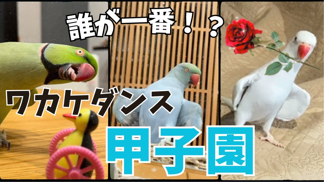 誰が一番！？踊るインコによる愛のワカケダンス甲子園【ワカケホンセイインコ】