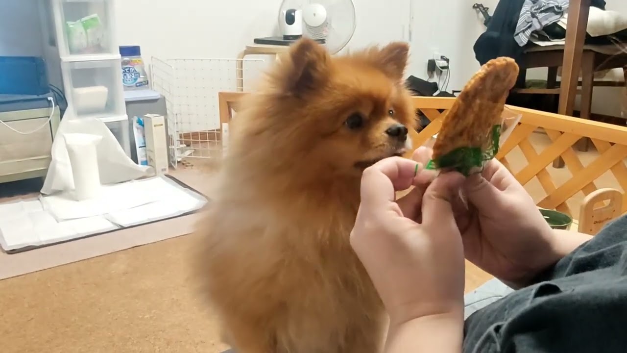 正月の朝のポメラニアンの様子