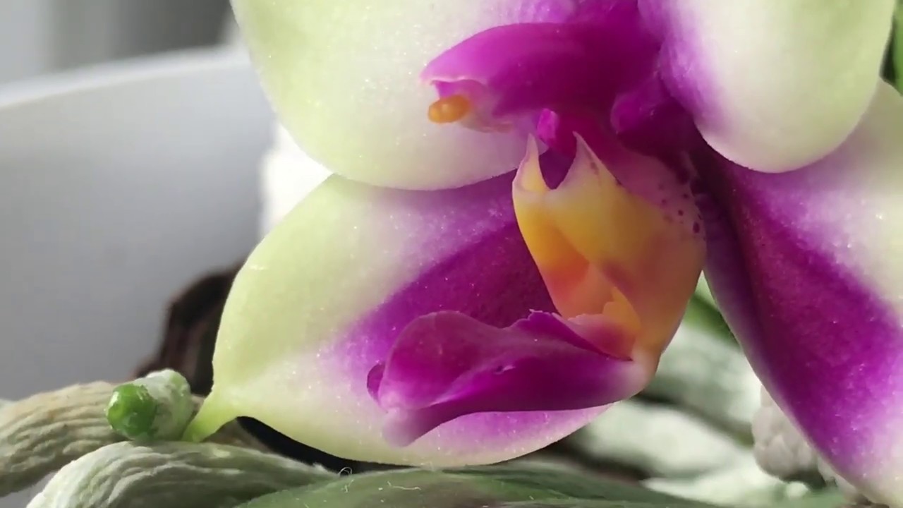 Самая ароматная орхидея Orchid phal. Belina red  #StayHome