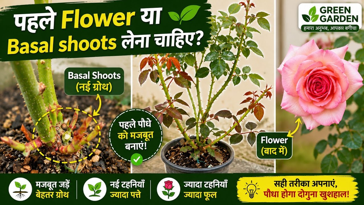 Basal shoots को बड़े और हेल्थी बनाने का secret क्या है ? गुलाब की basal shoots या फूल पहले लेना है ?