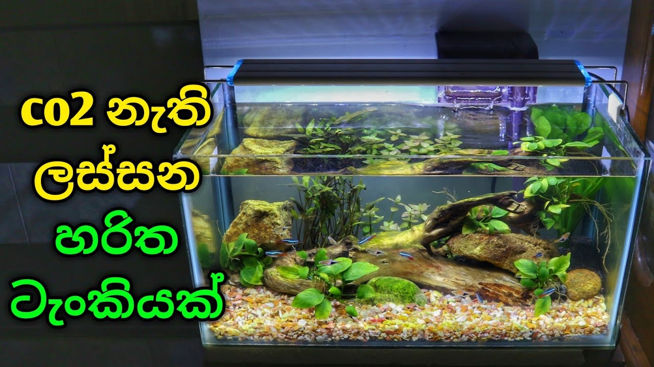 Low Tech AQUASCAPE | Easy Planted tank setup | non CO2 planted tank