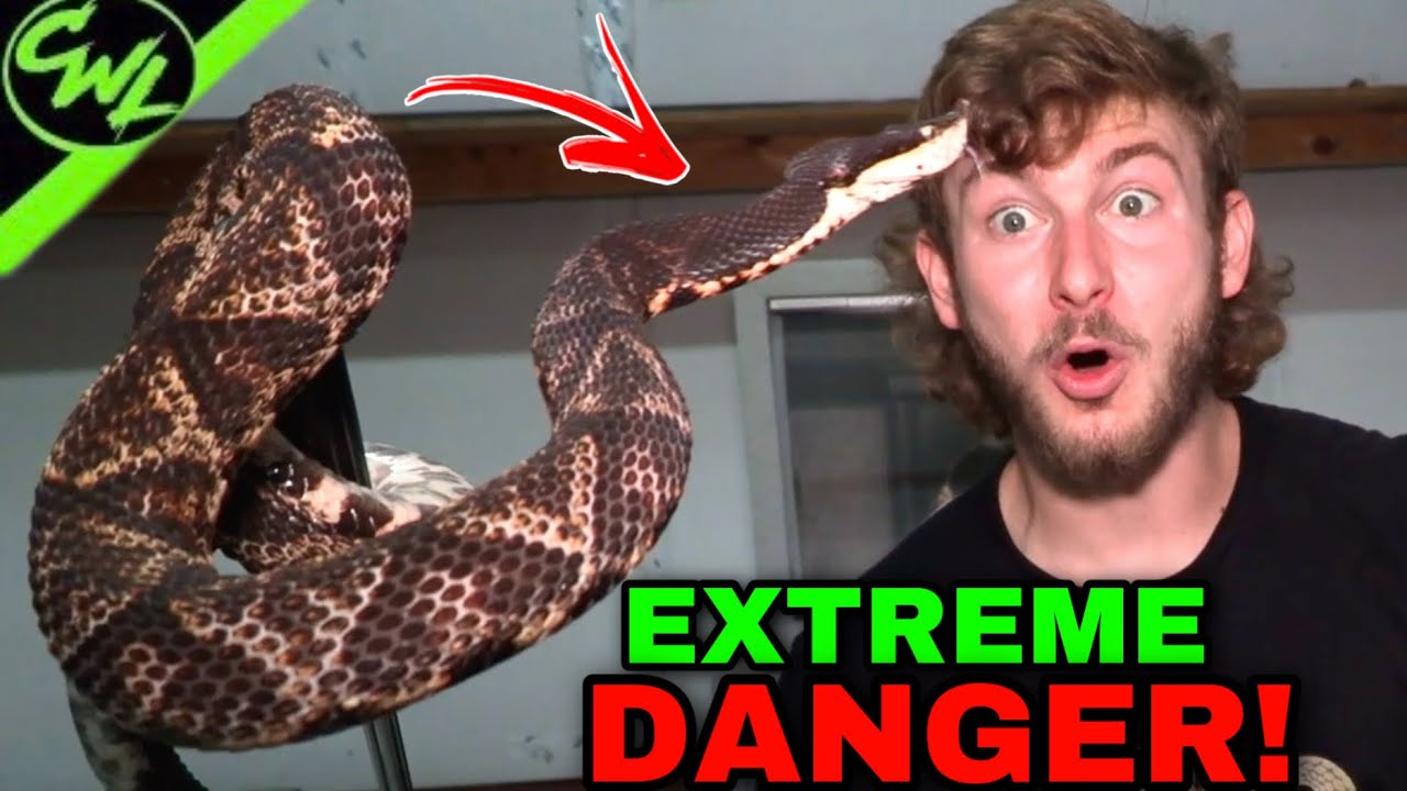 CLOSE CALL WITH CHINESE VIPER!!