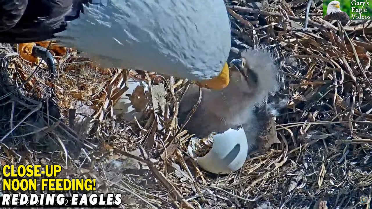 Redding Eagles - Adorable Close-ups / Noon Feeding 🦅🐣