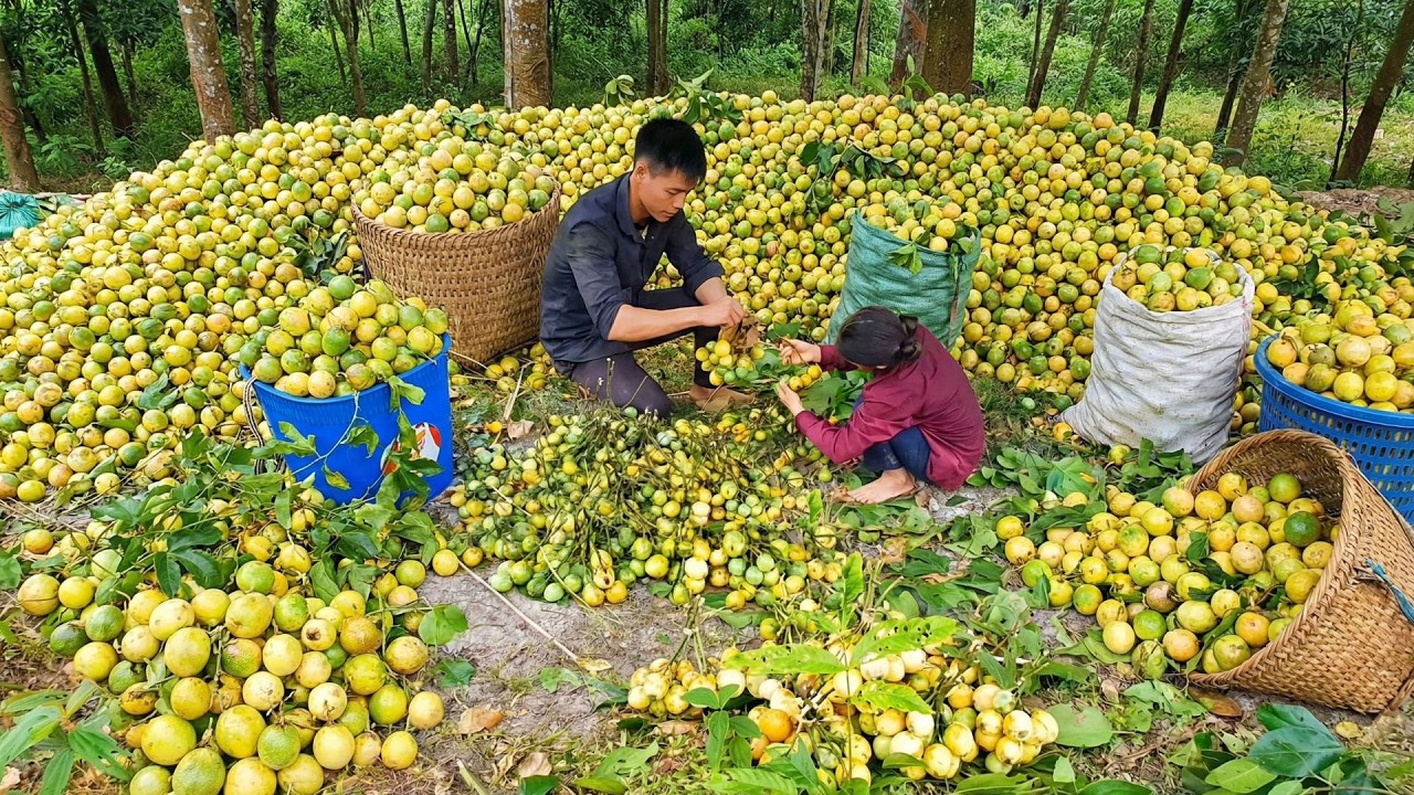 Harvesting Fruits in the Forest and Selling At The Market, Catching Crabs and Frogs After the Rain