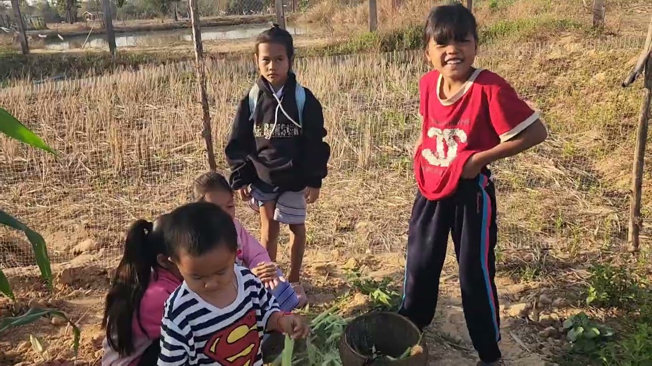 สอนลูกเรียนรู้แต่ยังเล็ก​ๆ​วันนี้ลงสวนเก็บหมากข้าวโพดน้อย​ไว้ผัดใส่หมู​กิน