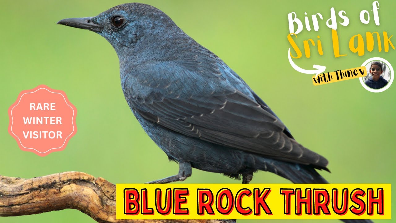 BLUE ROCK THRUSH | Birds of Sri Lanka with Thinev | Sound / Call