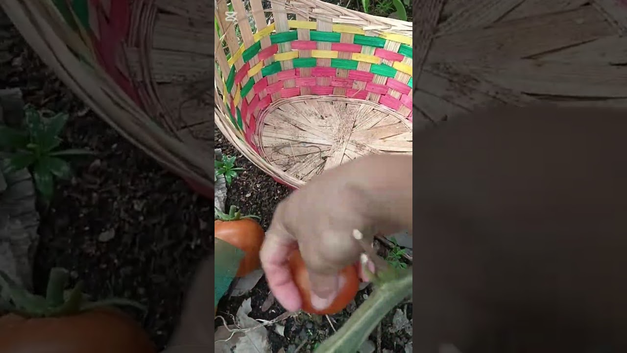 Harvest vegetable's and tomato 🍅  grandma walking exercise 