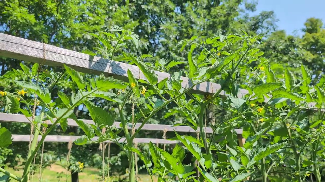 A good tomato problem! (Day -521)