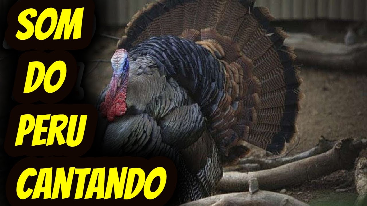 &Aacute;udio som do Canto real do Peru macho. Arquivo Efeito sonoro para montagem e edi&ccedil;&atilde;o de vinheta mp3