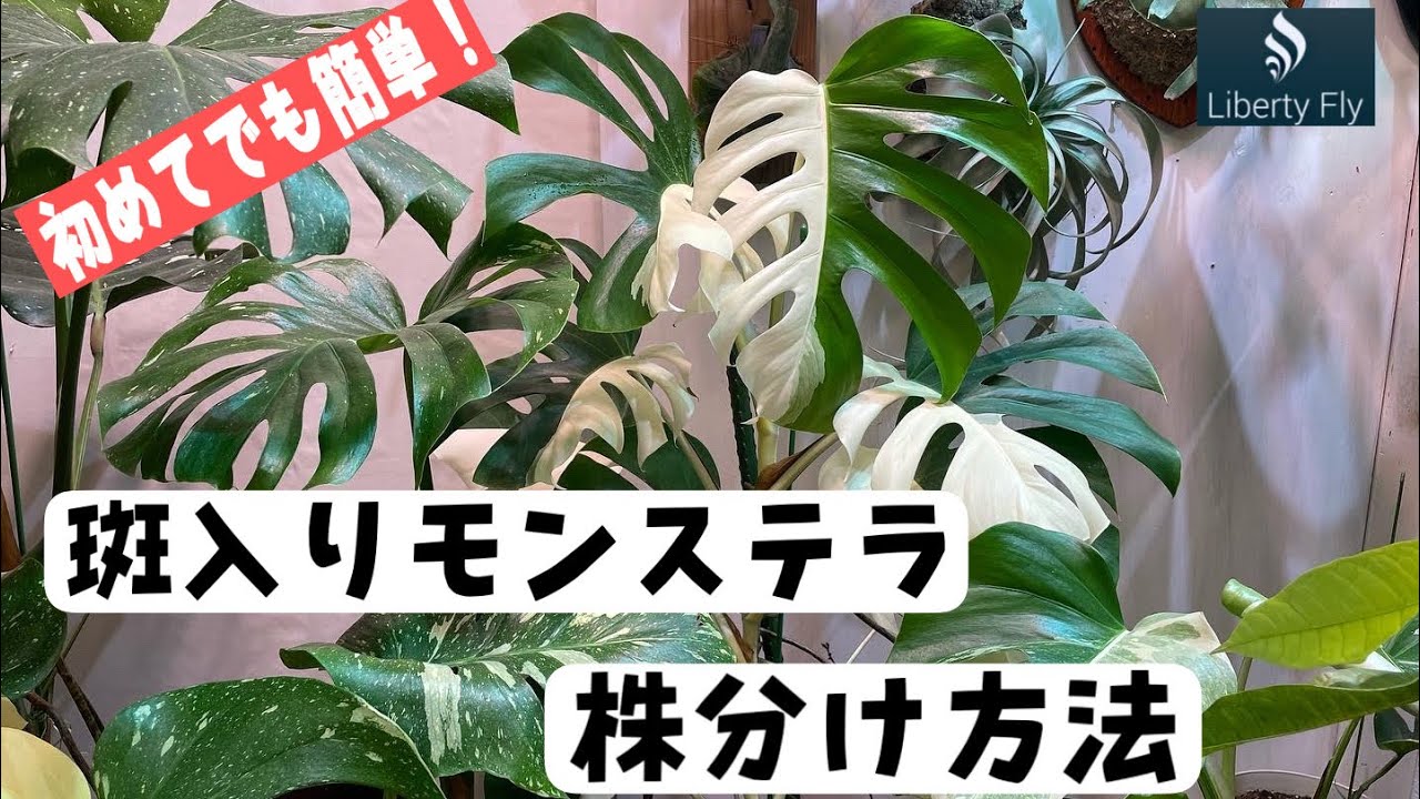 必見！斑入りモンステラの株分け方法