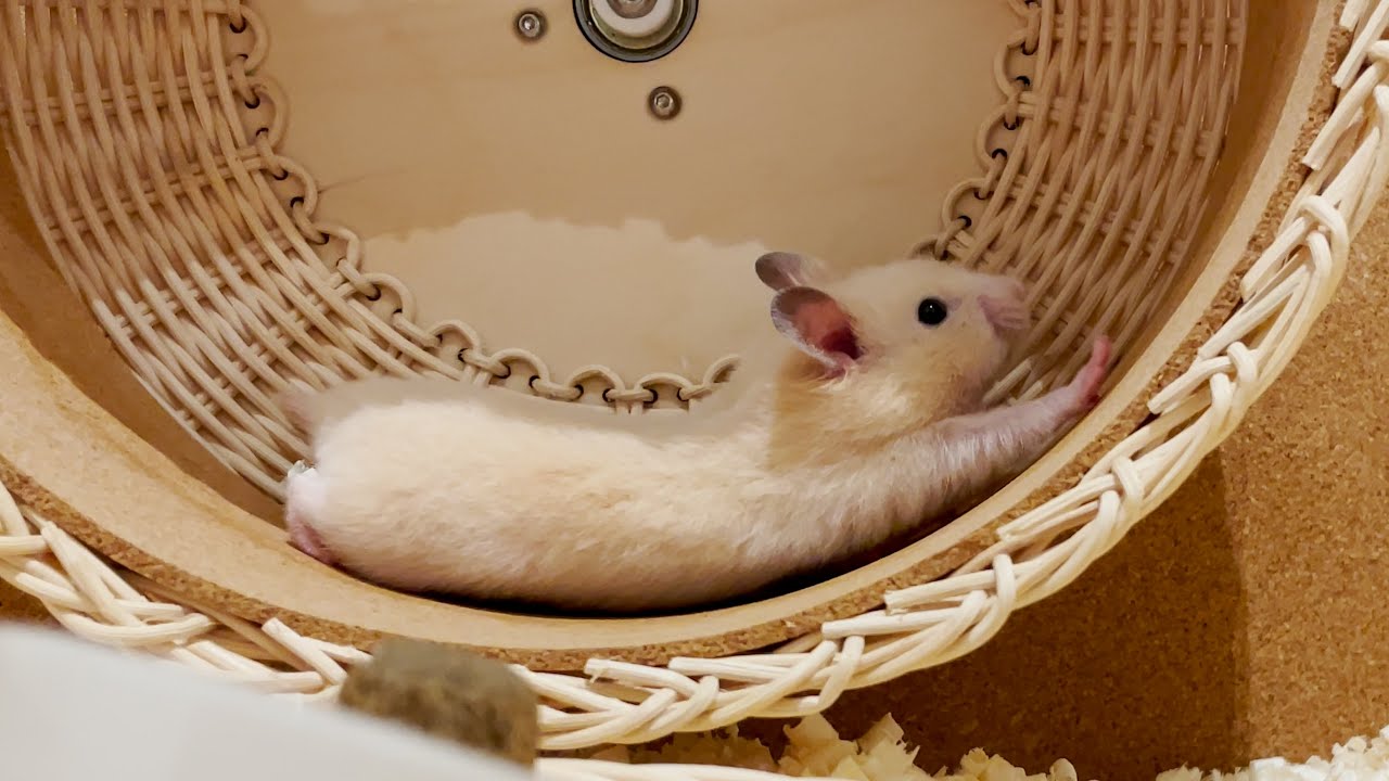 햄치즈스틱