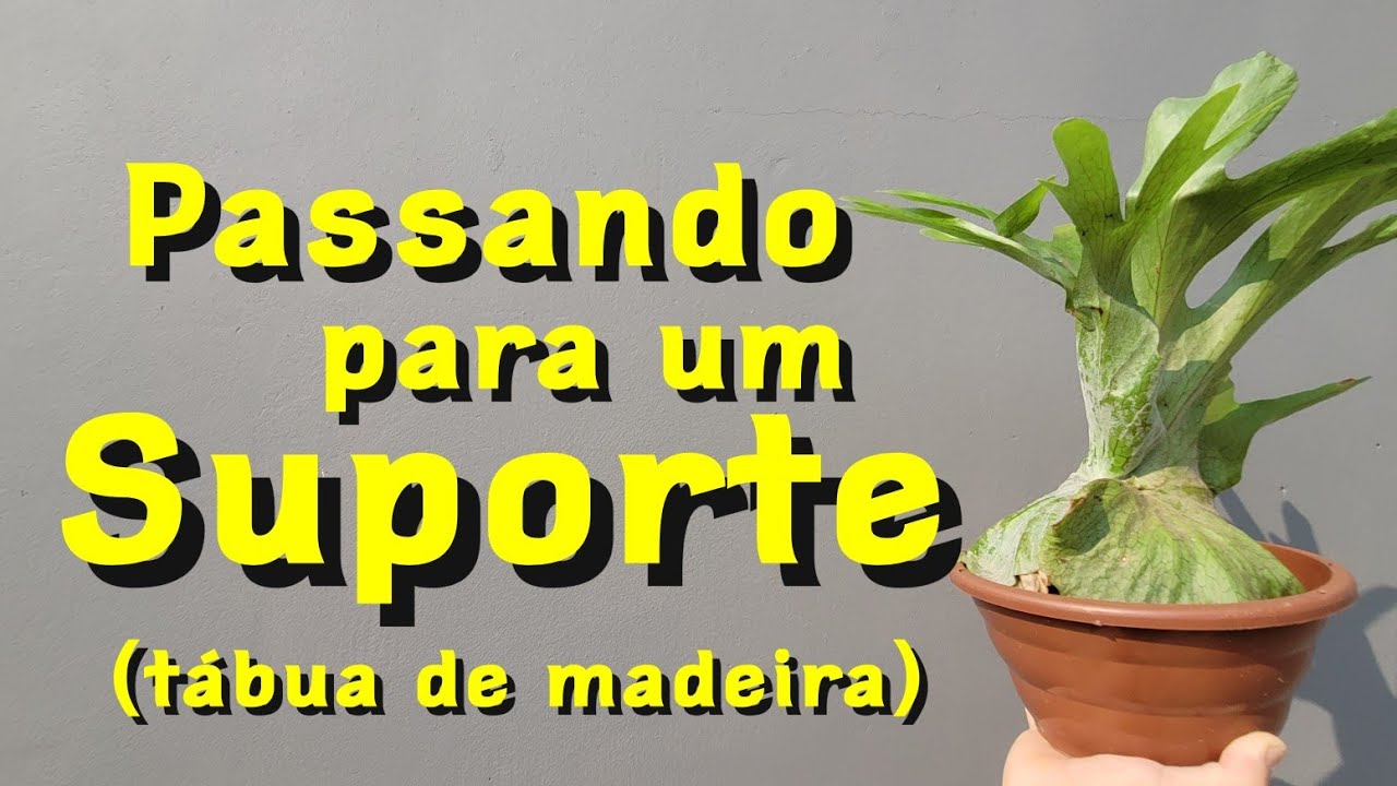 Como plantar o Platycerium superbum na tábua (posição natural)