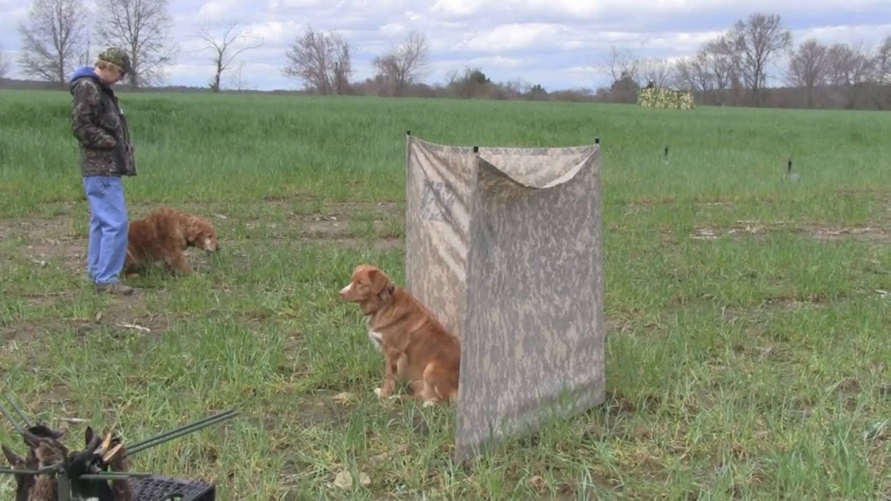 Nova Scotia Duck Tolling Retriever running AKC Master training