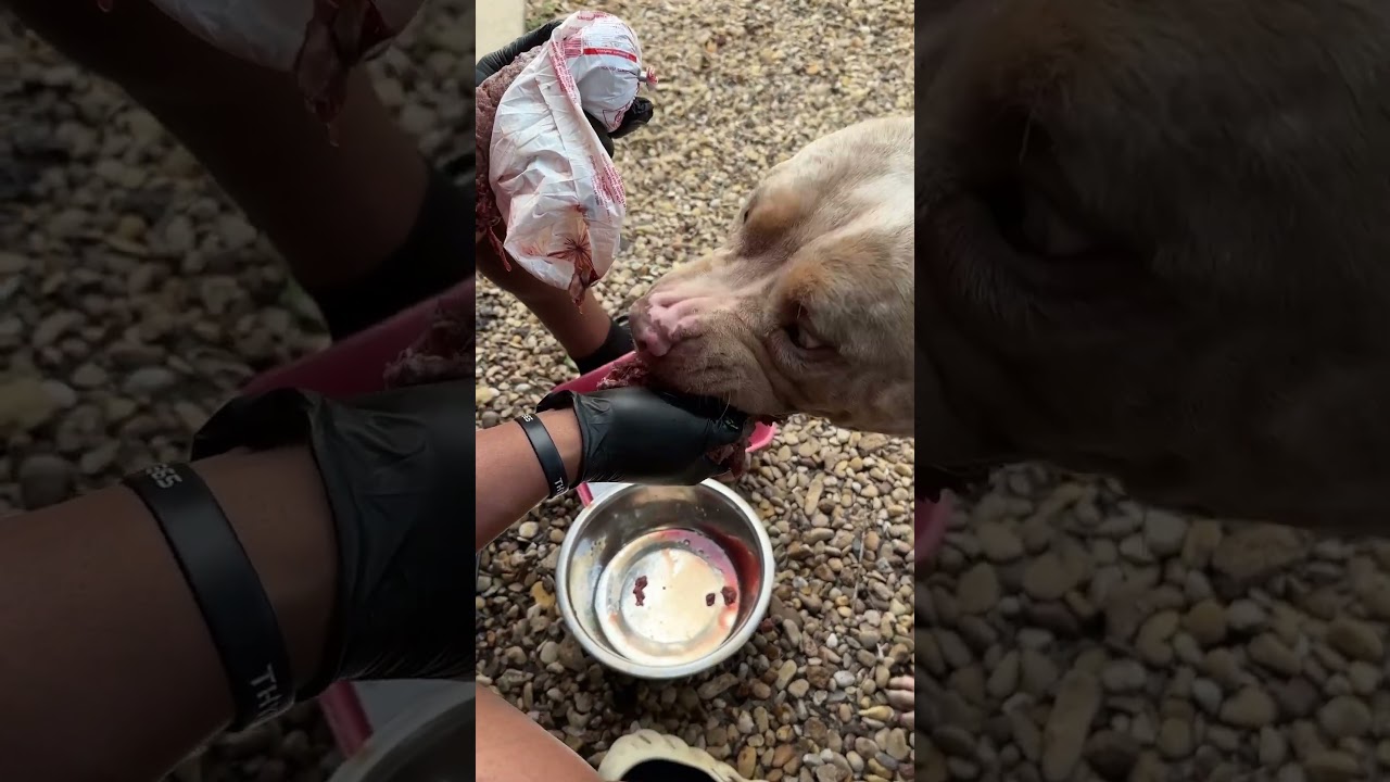 Hand feeding early on prevents food aggression