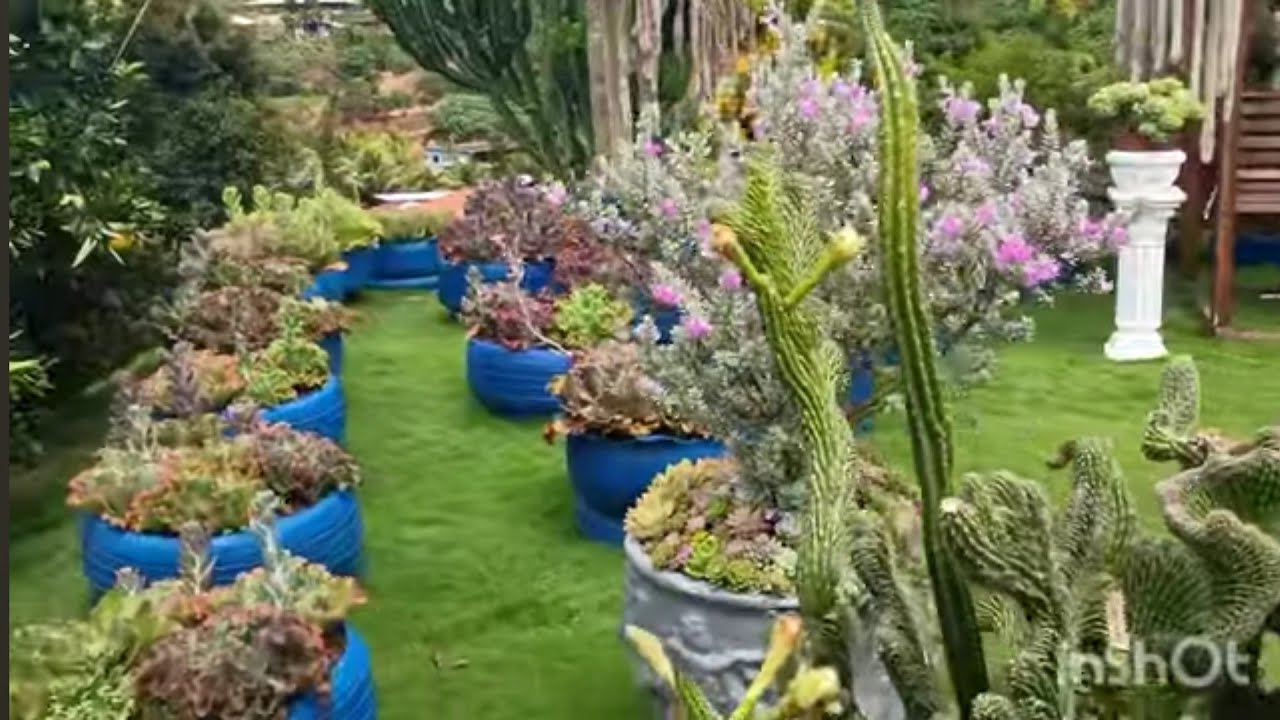 Gibifloras ao tempo como estão, apesar de duas de chuvas 