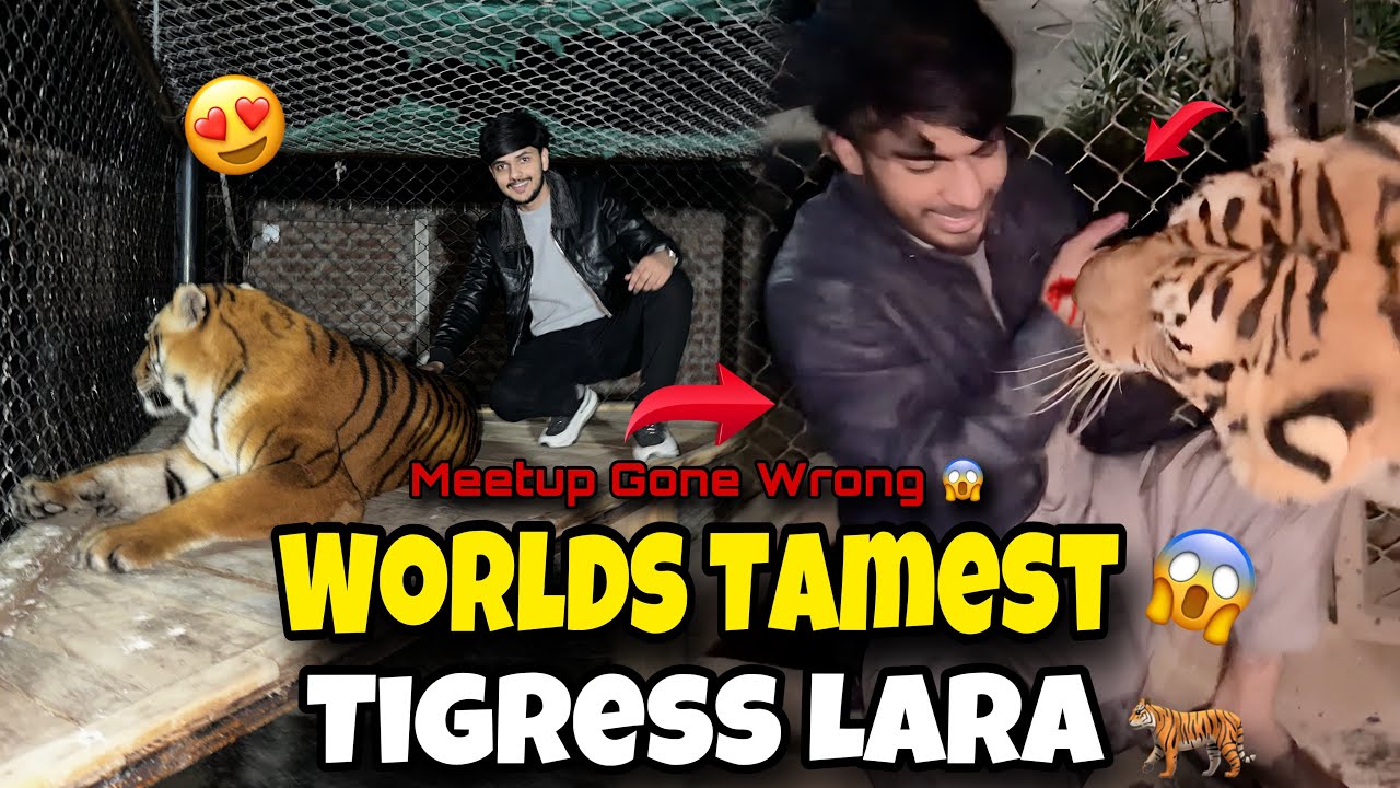 Lara Ke Cage Main Chly Gaye🐅 | Meetup Gone Wrong😱 #tigerlion #lion #pets