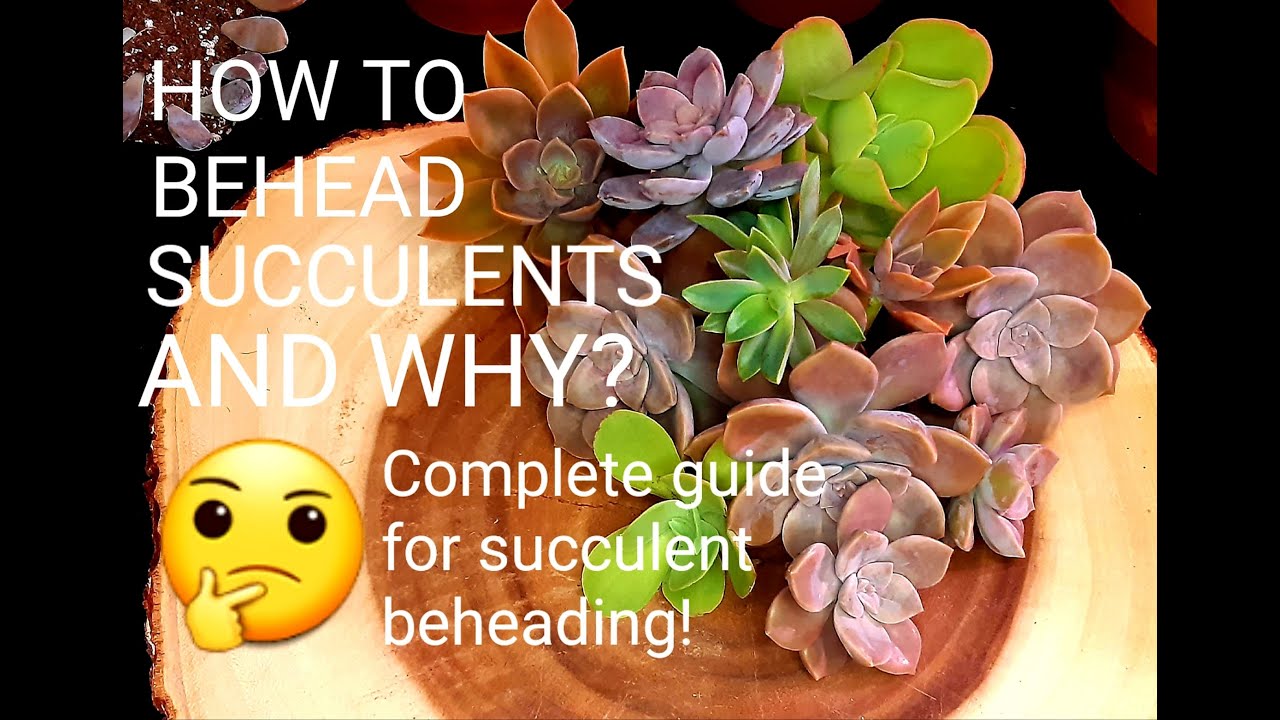 #54 HOW TO BEHEAD SUCCULENTS AND WHY complete guide to succulent propagation by beheading