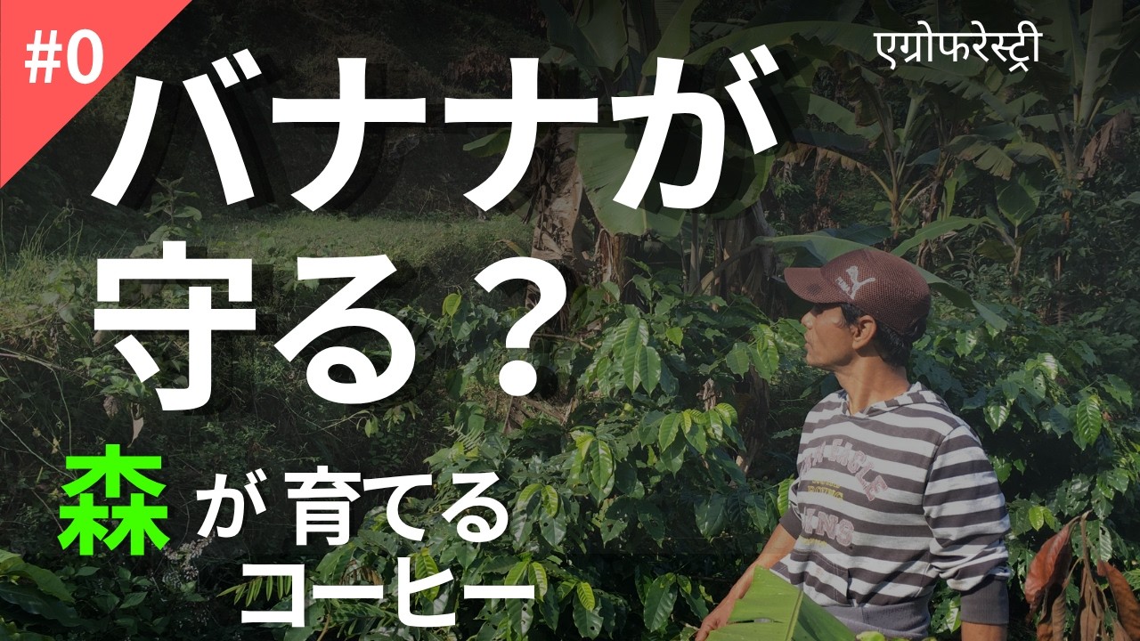 森で育てるコーヒー｜FARMERS PASSIONのアグロフォレストリー