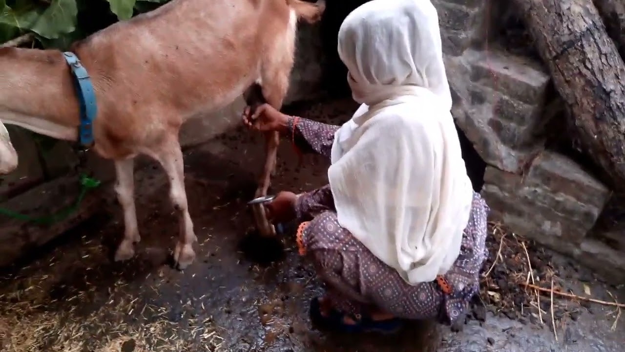 Goat milking by women Tour and taste like shire and subscribe my channel 