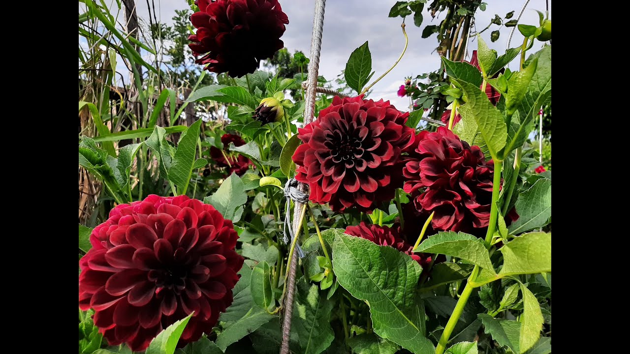 Cómo cultivar Dalias / Dahlia / Acocoxóchitl / Pantirway / Georgina