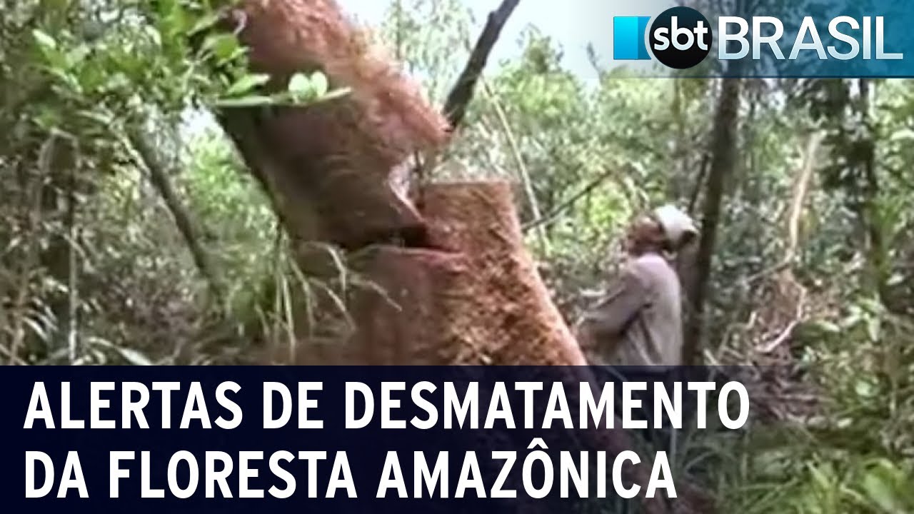 Alertas de desmatamento da floresta amaz&ocirc;nica bate novo recorde hist&oacute;rico | SBT Brasil (06/05/22)